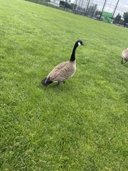Branta canadensis