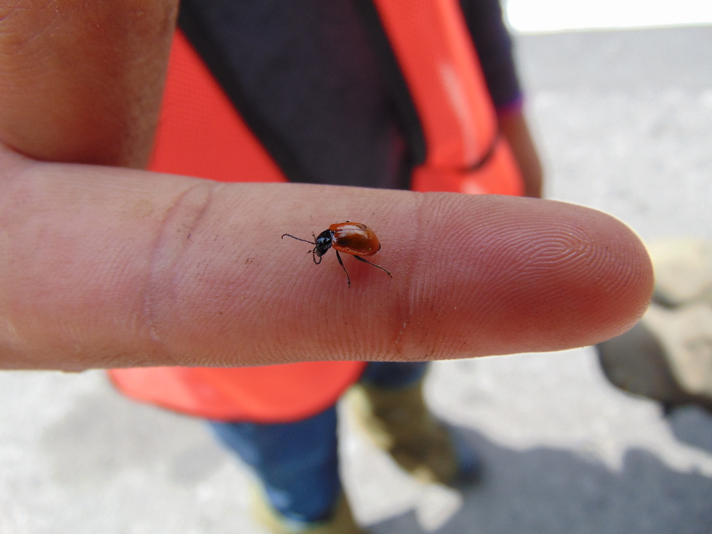 Isotes dilatata