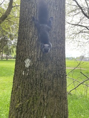 Sciurus carolinensis