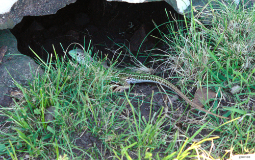 Ocellated Whiptail Lizard