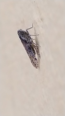Cixiosoma bonaerense