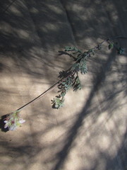 Dalea leucosericea