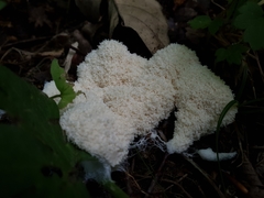 Fuligo septica candida