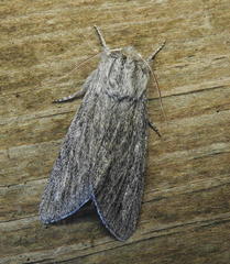 Acronicta lanceolaria