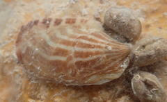 Isognomon radiatus