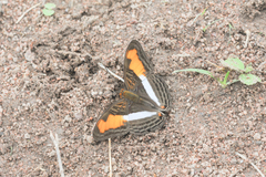 Adelpha plesaure