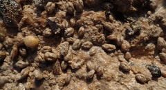 Arcopsis adamsi