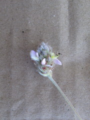 Dalea leucosericea