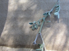 Dalea leucosericea