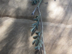 Dalea leucosericea