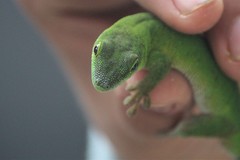 Phelsuma parkeri