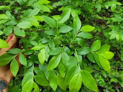 Vaccinium corymbosum