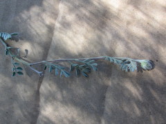 Dalea leucosericea