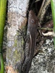 Anolis grahami