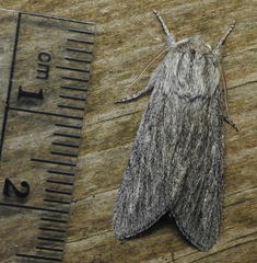 Acronicta lanceolaria
