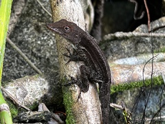 Anolis grahami