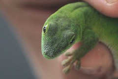 Phelsuma parkeri