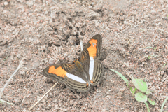Adelpha plesaure