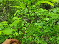 Vaccinium corymbosum