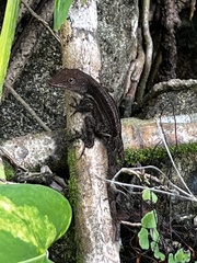 Anolis grahami