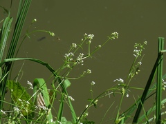 Galium elongatum