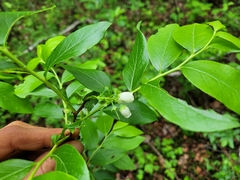 Vaccinium corymbosum