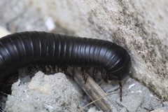 Archispirostreptus gigas