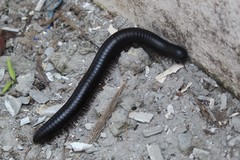 Archispirostreptus gigas