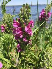 Pedicularis crenulata