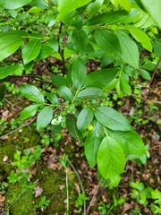 Vaccinium corymbosum