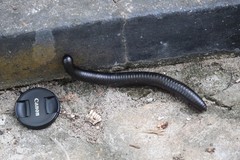 Archispirostreptus gigas