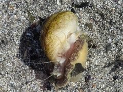 Gibbula magus