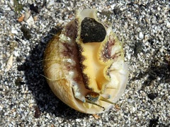 Gibbula magus