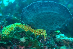 Holopsamma laminaefavosa
