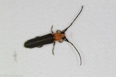 Dylobolus rotundicollis