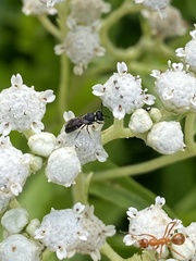 Hylaeus modestus