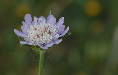 Lomelosia stellata