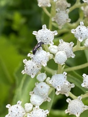Hylaeus modestus
