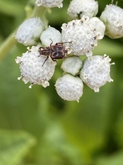 Valgus canaliculatus