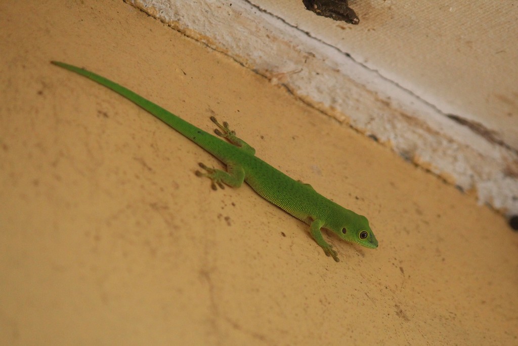 Parker's Day Gecko