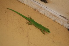 Phelsuma parkeri