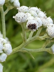Valgus canaliculatus