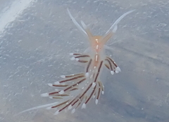 Sakuraeolis enosimensis