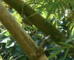 Vireo chivi