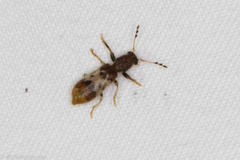 Pelonium leucophaeum