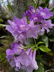 Mansoa alliacea