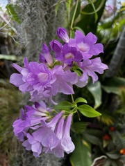 Mansoa alliacea