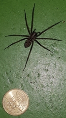 Araneae