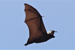 Pteropus voeltzkowi