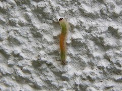 Strongylogaster mixta